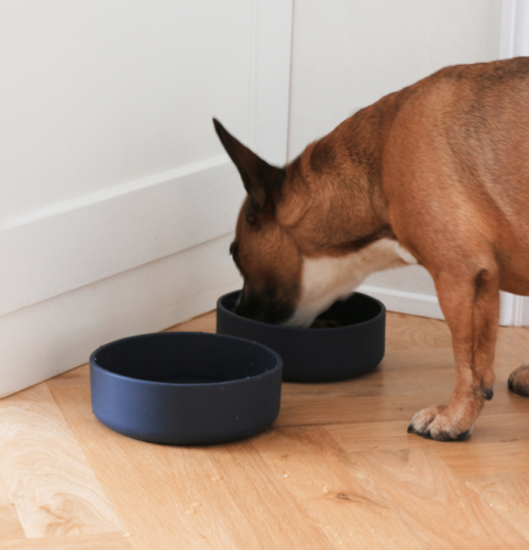 Modern feeding bowl for your dog